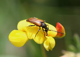 Attēlu rezultāti vaicājumam “Pseudovadonia livida”