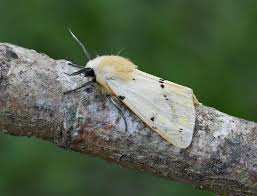 Attēlu rezultāti vaicājumam “Spilosoma lutea larva”