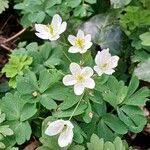 Attēlu rezultāti vaicājumam “Isopyrum thalictroides flower”