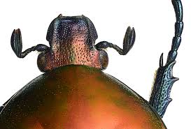 Attēlu rezultāti vaicājumam “Potosia cuprea imago”