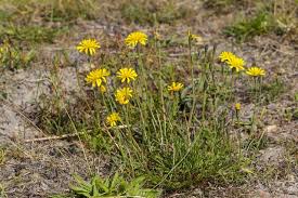 Attēlu rezultāti vaicājumam “Leontodon autumnalis”