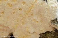 Attēlu rezultāti vaicājumam “Dentipellis fragilis”