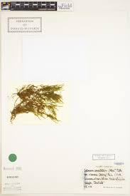 Attēlu rezultāti vaicājumam “Palustriella decipiens”