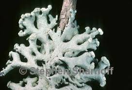 Attēlu rezultāti vaicājumam “Hypogymnia tubulosa”