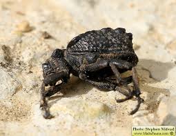 Image result for Brachycerus undatus