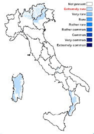 Attēlu rezultāti vaicājumam “Cliostomum corrugatum”