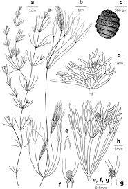 Attēlu rezultāti vaicājumam “Nitella flexilis”