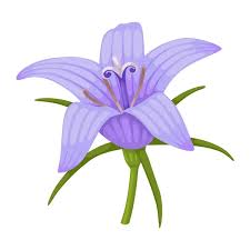 Image result for Campanula rapunculus