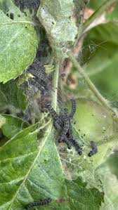 Attēlu rezultāti vaicājumam “Yponomeuta malinellus / cagnagella larva”