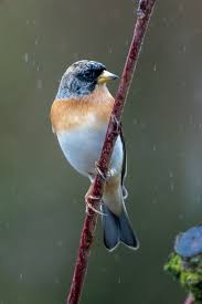 Attēlu rezultāti vaicājumam “Fringilla montifringilla male”