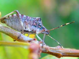 Attēlu rezultāti vaicājumam “Philonotis marchica macro”