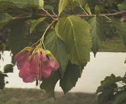 Attēlu rezultāti vaicājumam “Acer tataricum fruit”