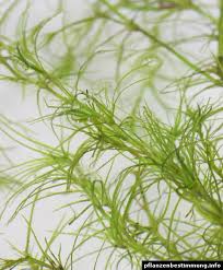 Attēlu rezultāti vaicājumam “Najas tenuissima leaf”