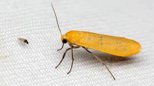 Attēlu rezultāti vaicājumam “Eilema sororcula”