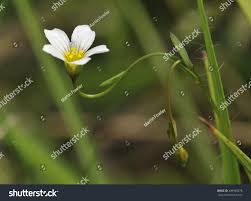 Attēlu rezultāti vaicājumam “Linum catharticum flower”