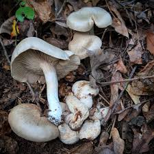 Attēlu rezultāti vaicājumam “Gymnopilus sapineus”