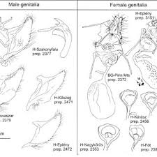 Attēlu rezultāti vaicājumam “Euphydrias aurinia upperside”