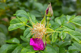 Attēlu rezultāti vaicājumam “Rosa majalis fruit”