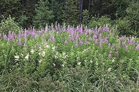 Attēlu rezultāti vaicājumam “Epilobium angustifolium fruit”