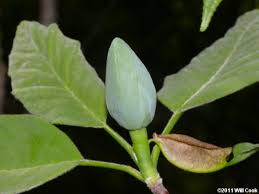Attēlu rezultāti vaicājumam “Magnolia acuminata leaf”