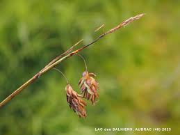 Attēlu rezultāti vaicājumam “Carex limosa fruit”