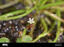 Attēlu rezultāti vaicājumam “Limosella aquatica flower”