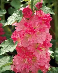 Attēlu rezultāti vaicājumam “Alcea rosea flower”