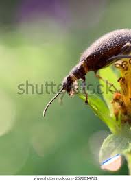 Attēlu rezultāti vaicājumam “Byturidae”