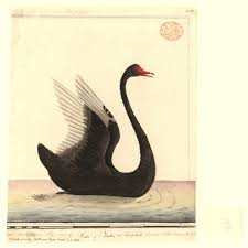 Attēlu rezultāti vaicājumam “Cygnus atratus”