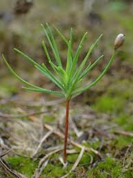 Attēlu rezultāti vaicājumam “Larix decidua”
