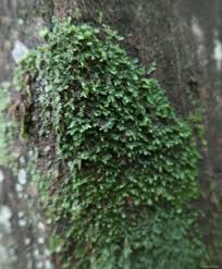 Attēlu rezultāti vaicājumam “Radula complanata”