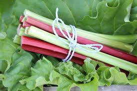 Attēlu rezultāti vaicājumam “Rheum rhabarbarum fruit”