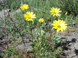 Image result for Dimorphotheca sinuata