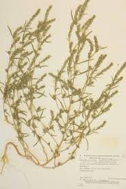 Attēlu rezultāti vaicājumam “Corispermum hyssopifolium”