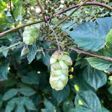 Attēlu rezultāti vaicājumam “Humulus lupulus fruit”
