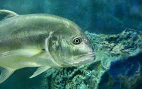 Image result for Caranx ignobilis