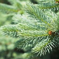 Attēlu rezultāti vaicājumam “Abies alba”