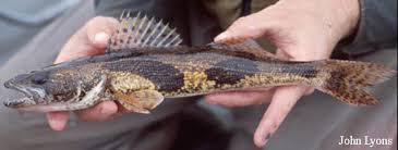 Image result for Sander canadensis