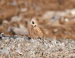 Attēlu rezultāti vaicājumam “Thecabius affinis nymph”