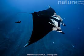 Image result for Mobula birostris