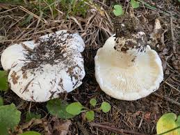 Attēlu rezultāti vaicājumam “Lactarius bertillonii”