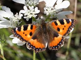 Attēlu rezultāti vaicājumam “Aglais urticae upperside”