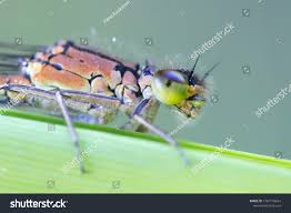 Attēlu rezultāti vaicājumam “Coenagrion armatum”