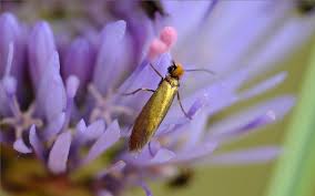 Attēlu rezultāti vaicājumam “Micropterigidae”