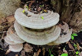 Attēlu rezultāti vaicājumam “Ganoderma applanatum”