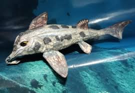 Image result for Callorhinchus capensis