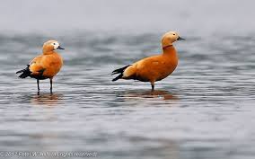 Attēlu rezultāti vaicājumam “Tadorna tadorna male”