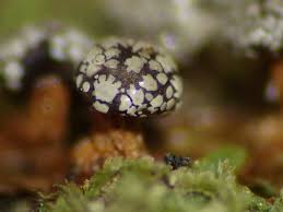 Attēlu rezultāti vaicājumam “Diderma tigrinum macro”