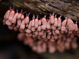 Attēlu rezultāti vaicājumam “Arcyria affinis young”