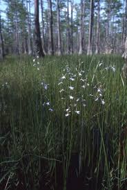 Attēlu rezultāti vaicājumam “Lobelia dortmanna”